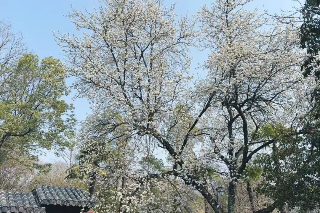 时光文旅 | 带你认识这朵“可以吃的花”！